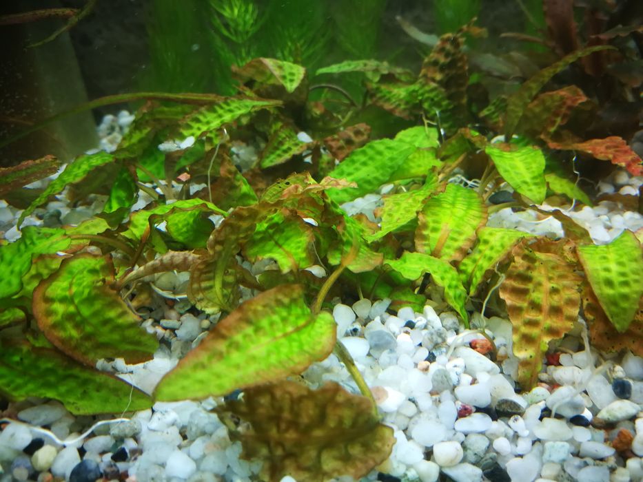 Kryptokoryna sadzonka
