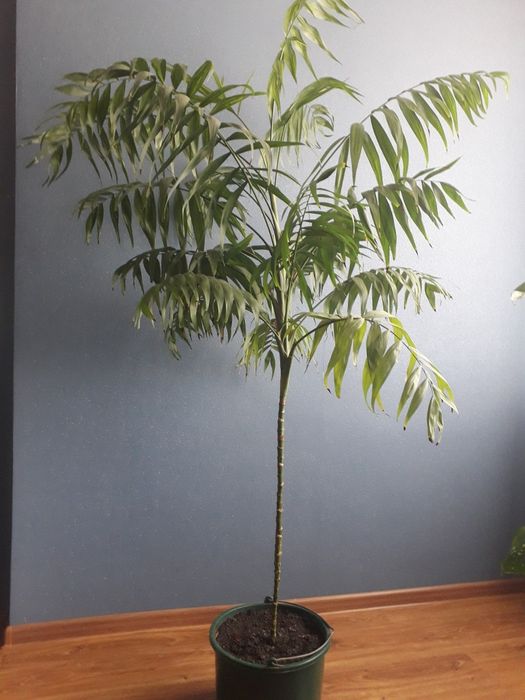 Продам великі вазони.