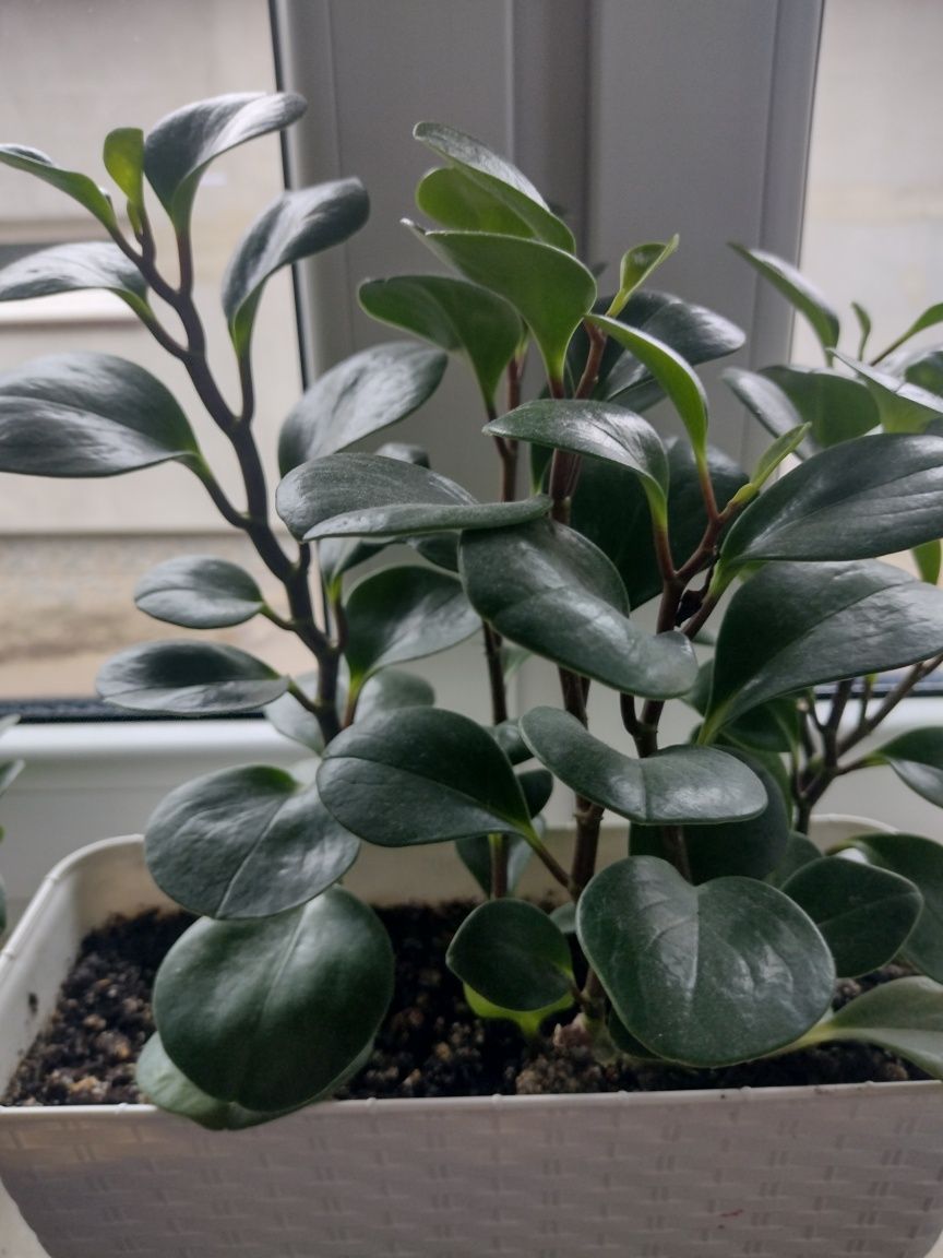peperomia tepolistna