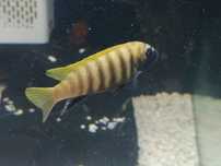 Casal zebra gold kawanga