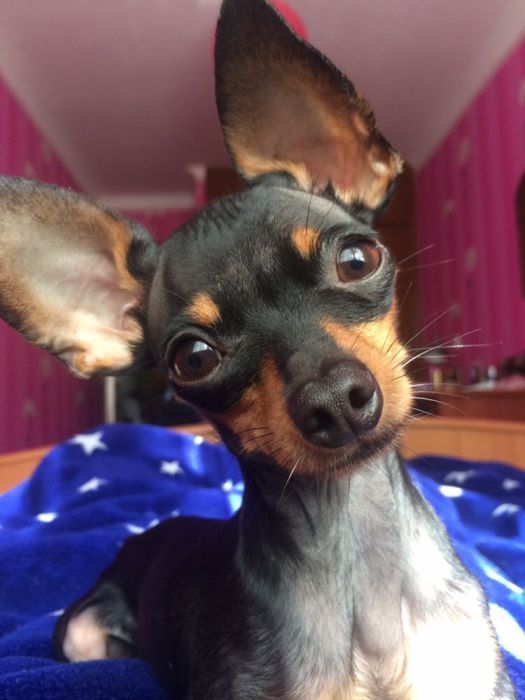 Той-тер'ер в'язка кобель