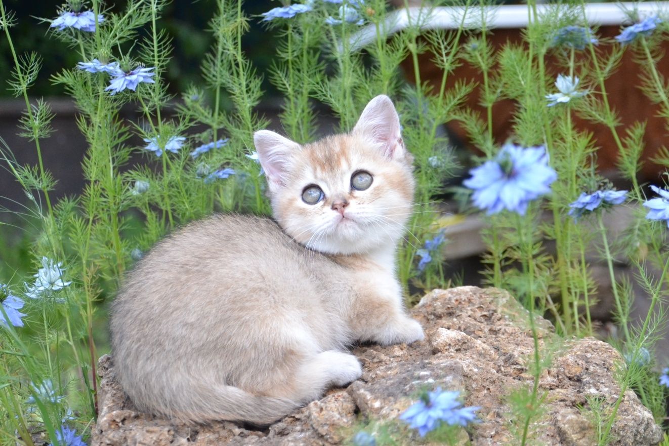 Породистый британский котёнок мальчик из питомника