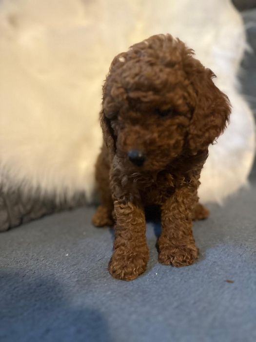Pudel-chłopak miniatura