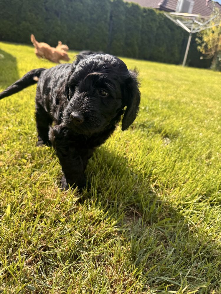 Golden Doodle f1 b