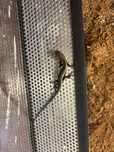 Scynk wielopręgi-eutropis multifasciata