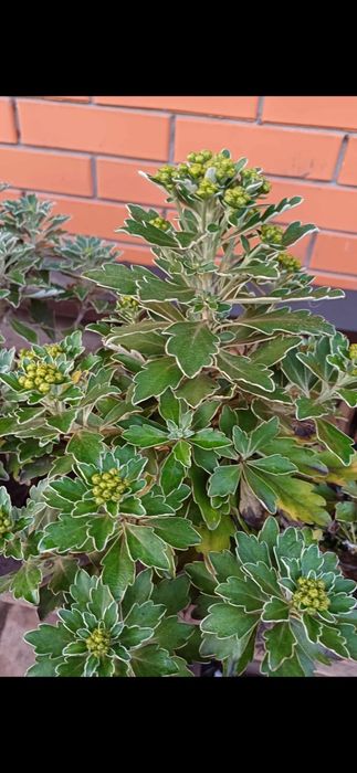 Аянія тихоокеанська