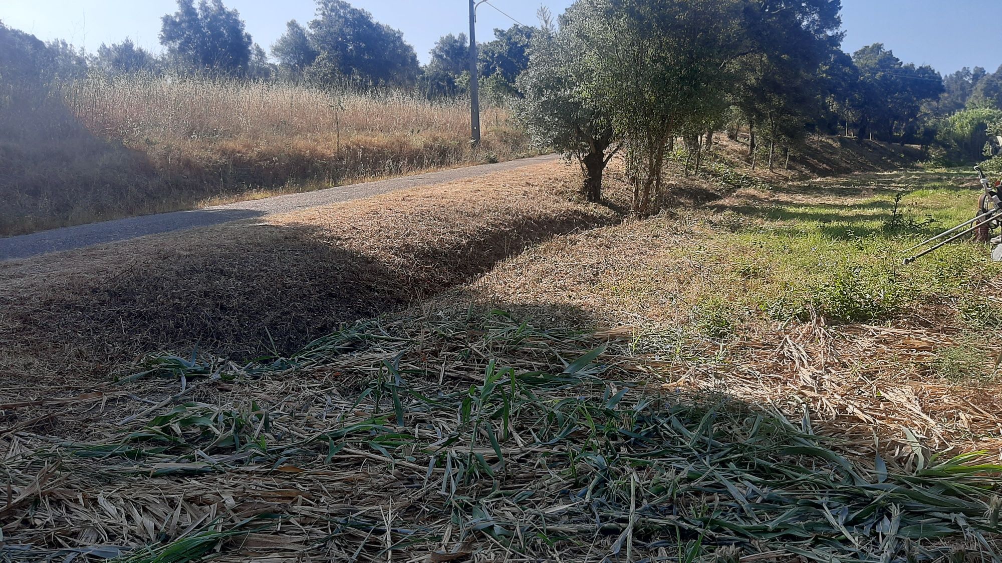 Trabalhoa silvicultura e jardinagem
