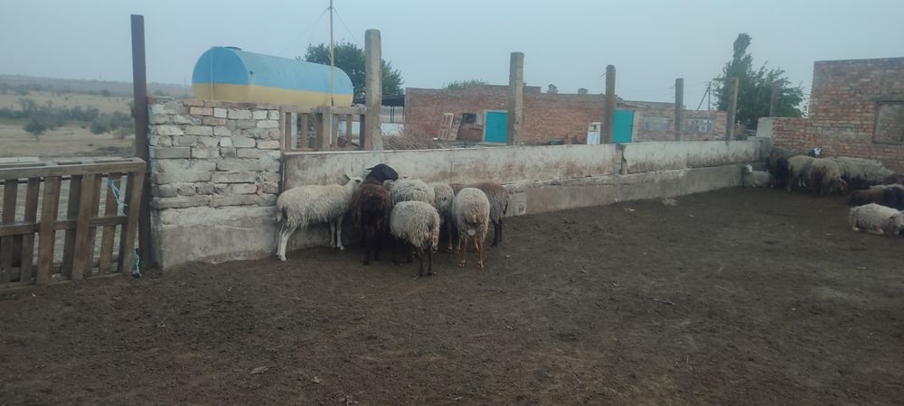 Продаю барашка романовской породы