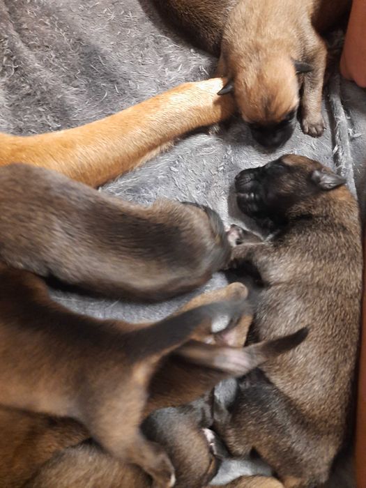Cachorros Pastor Belga Malinois