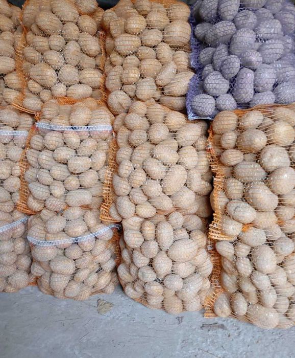 Ziemniaki odmiany Soraya Bellarosa