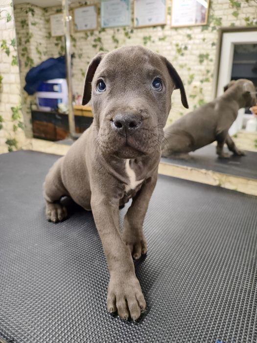 American Staffordshire Terrier (Amstaff)