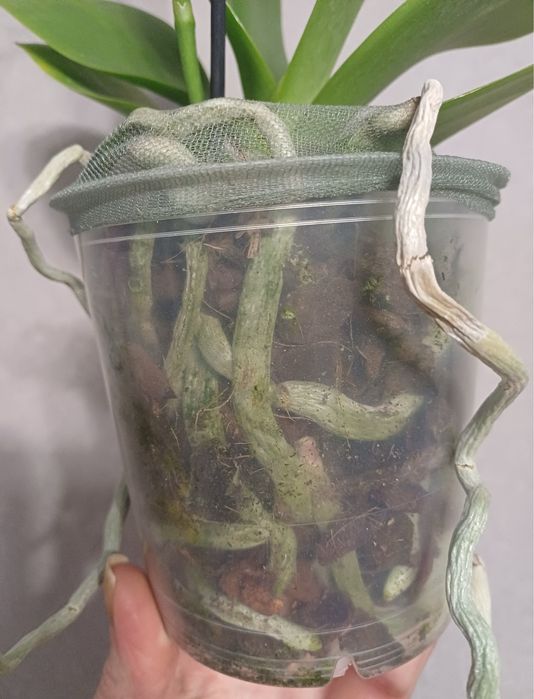 Орхідея метелик Мохіто