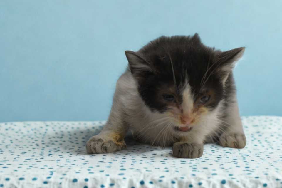 Kocur Nr 424/25 SMARKACZ Schronisko Chorzów PsiKot