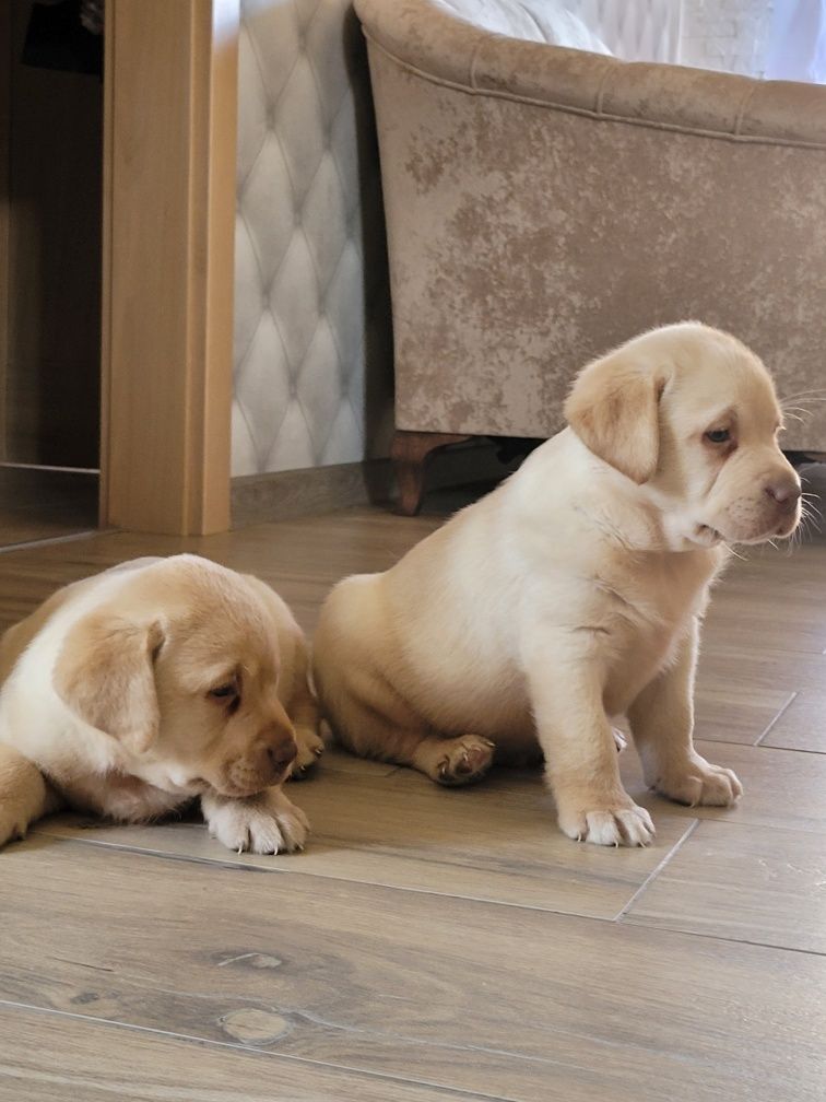 Labrador Retriever Biszkopt Piękny