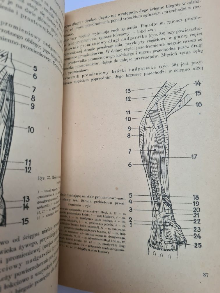 Anatomia funkcjonalna w zakresie studiów wychowania fizycznego