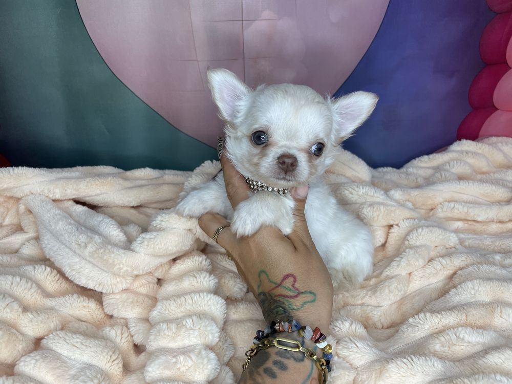 Chihuahua***Długowłosy***Do***Rezerwacji