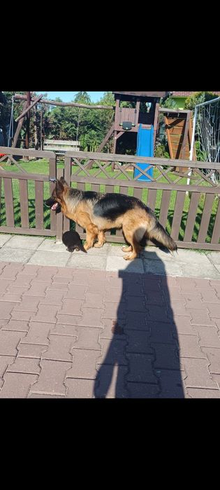 Owczarek niemiecki - suka