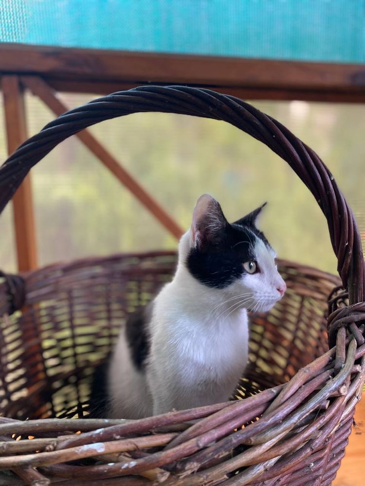 КОТИК ВІДДАМ в хороші руки