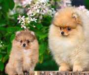 Szpic miniaturowy pomeranian