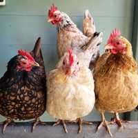 Мʼясо-яєчні кури продаж яйця для інкубації