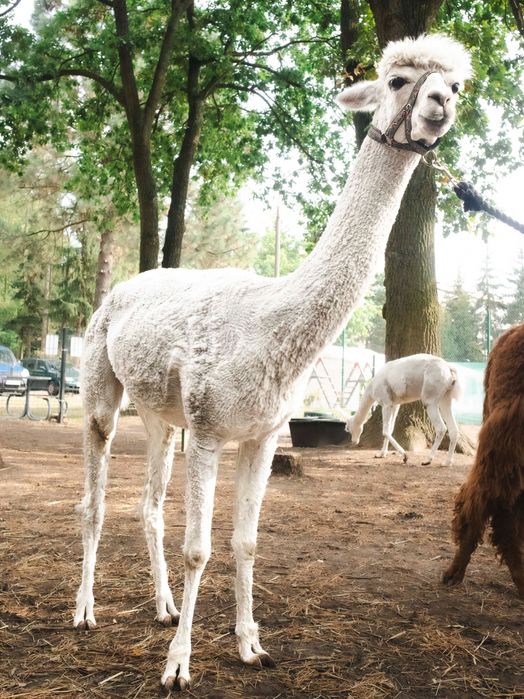 Alpaka na sprzedaż
