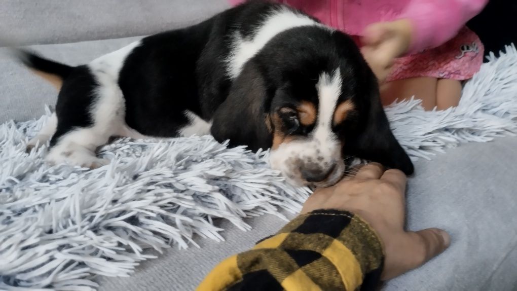 Basset Hound -chłopak.