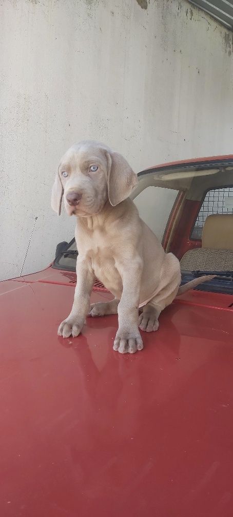 Weimaraner com lop