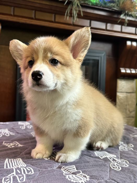 Цуценята вельш коргі пемброк, з документами КСУ