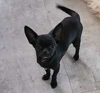 Chihuahua czarna perełka