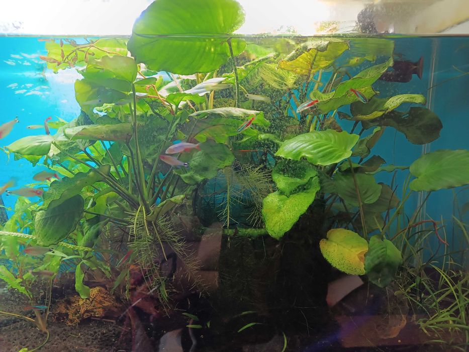 Anubias duży do akwarium