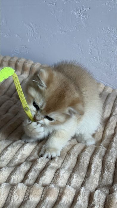 Dziewczynka brytyjska