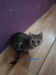 Koty do adopcji  za darmo
