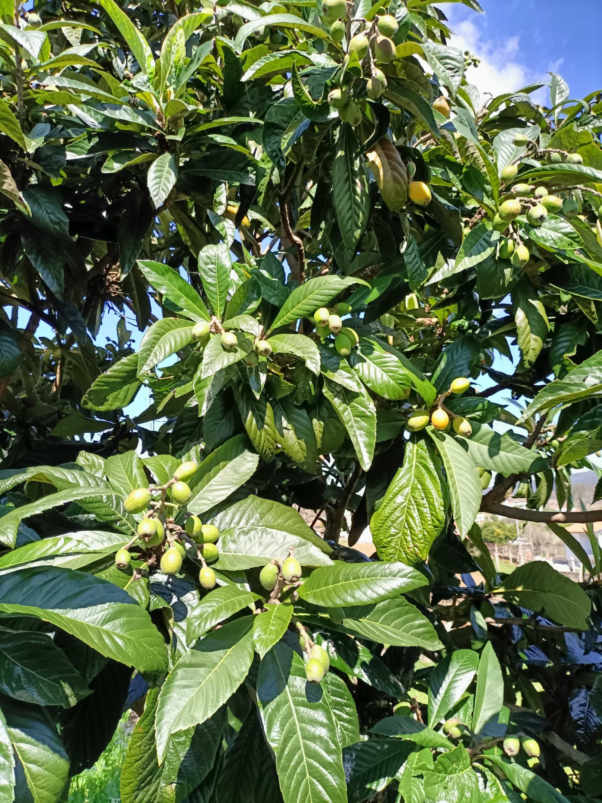 Nespereiras/Magnoreiros