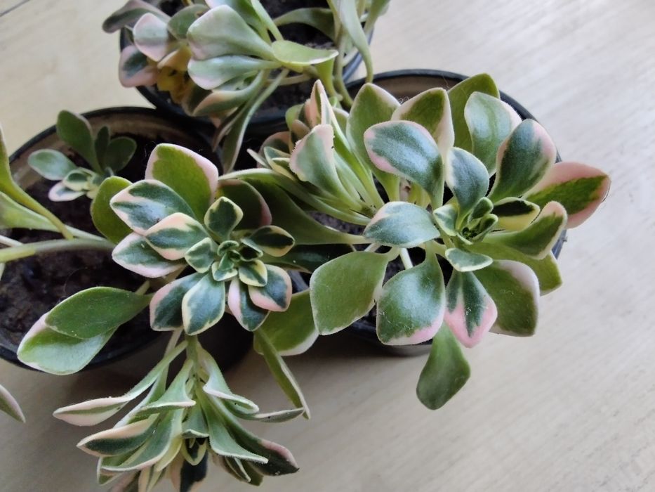 Суккуленты. Продаю свои излишки