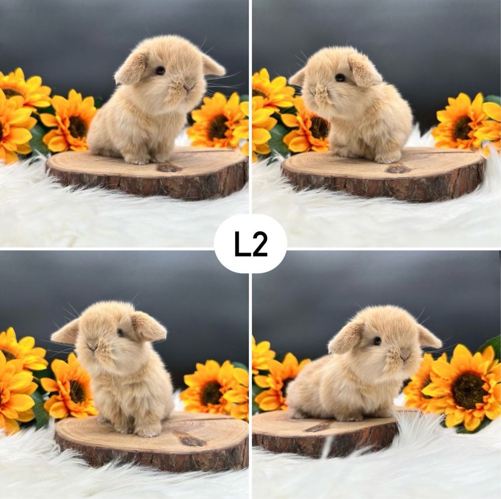 Kroliczki mini lop