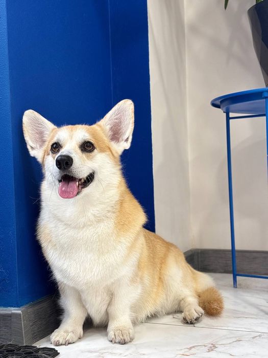 Грумінг салон «KUDLATI»