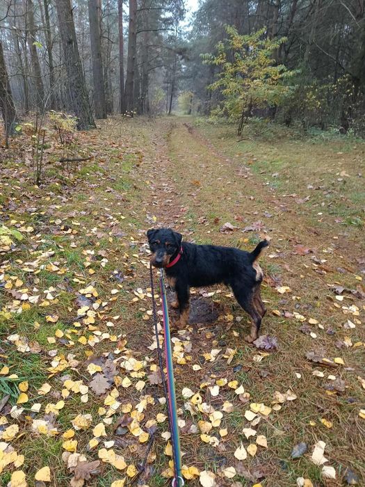 Jagdterrier Hugo - energiczny, czujny, kontaktowy