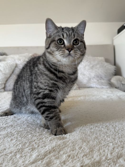 Kocurek brytyjski szynszyla