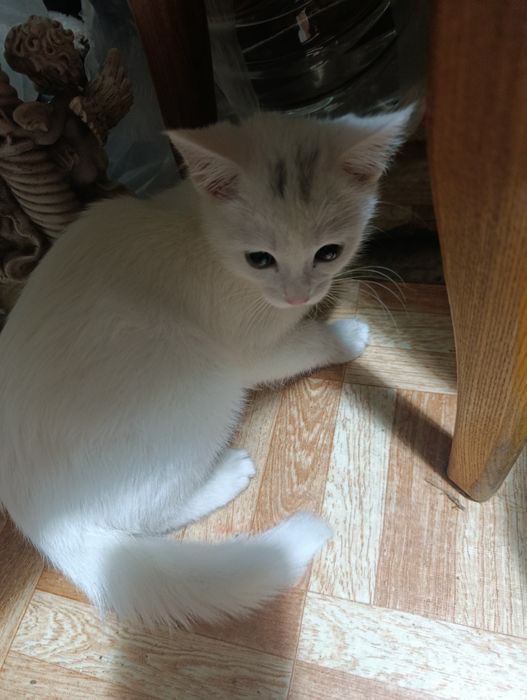 Відам білого кота