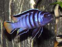 Pseudotropheus Elongatus Mpanga, Pyszczaki malawi, wysyłka
