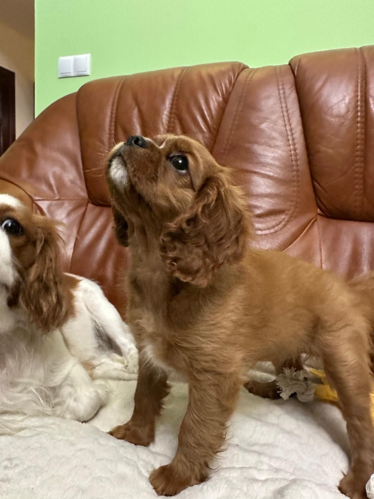 Cavalier King Charles Spaniel