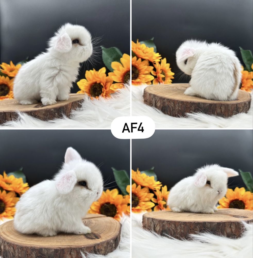 Mini Lop Kroliczek