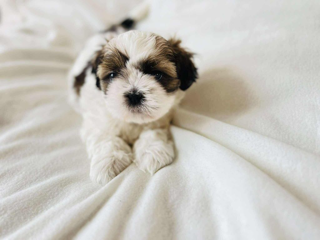 Śliczna sunia Shih Tzu