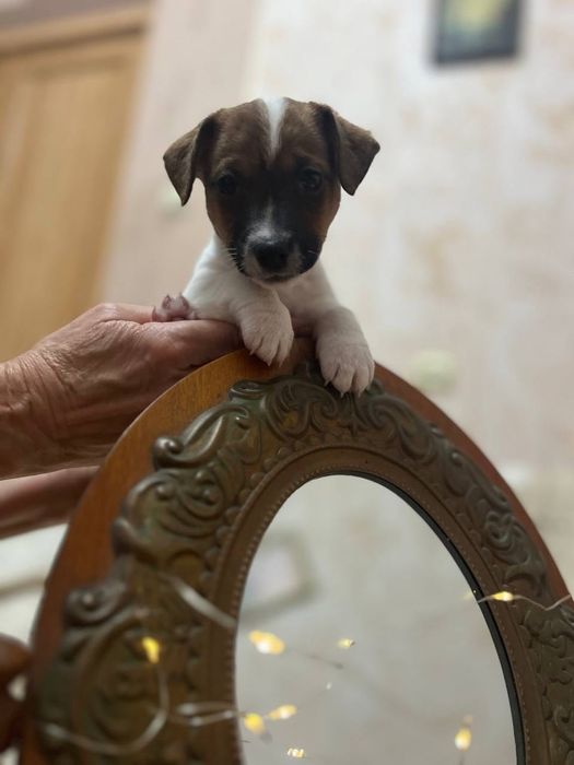 Щенок девочка Джек рассел