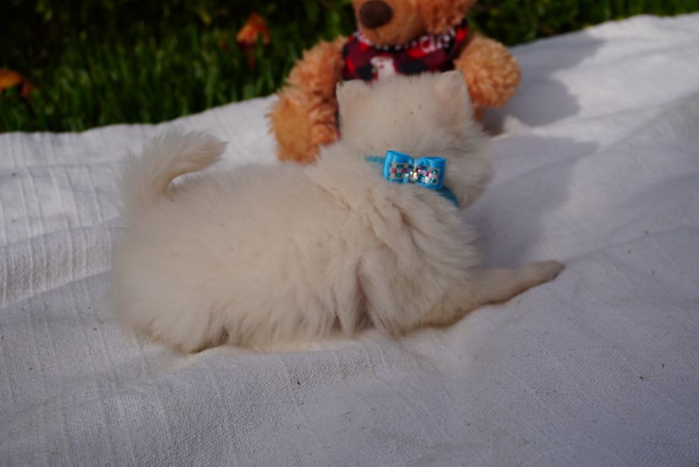 Spitz Anão mini macho