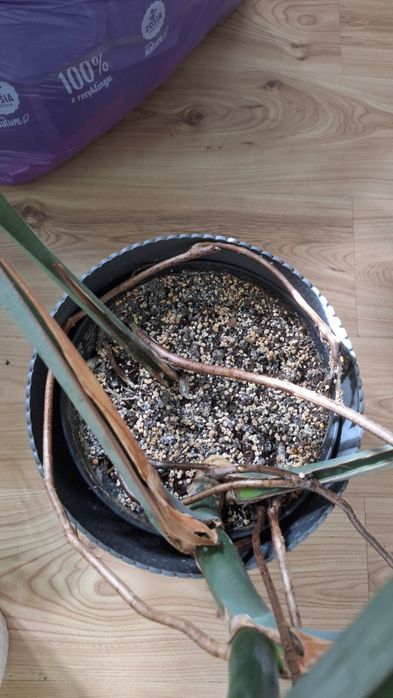 Monstera deliciosa dziurawa 14 dużych liści