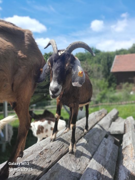 Sprzedam kozy, kózki