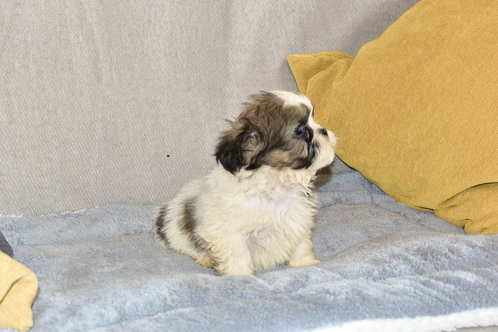 Shih-tzu macho disponível
