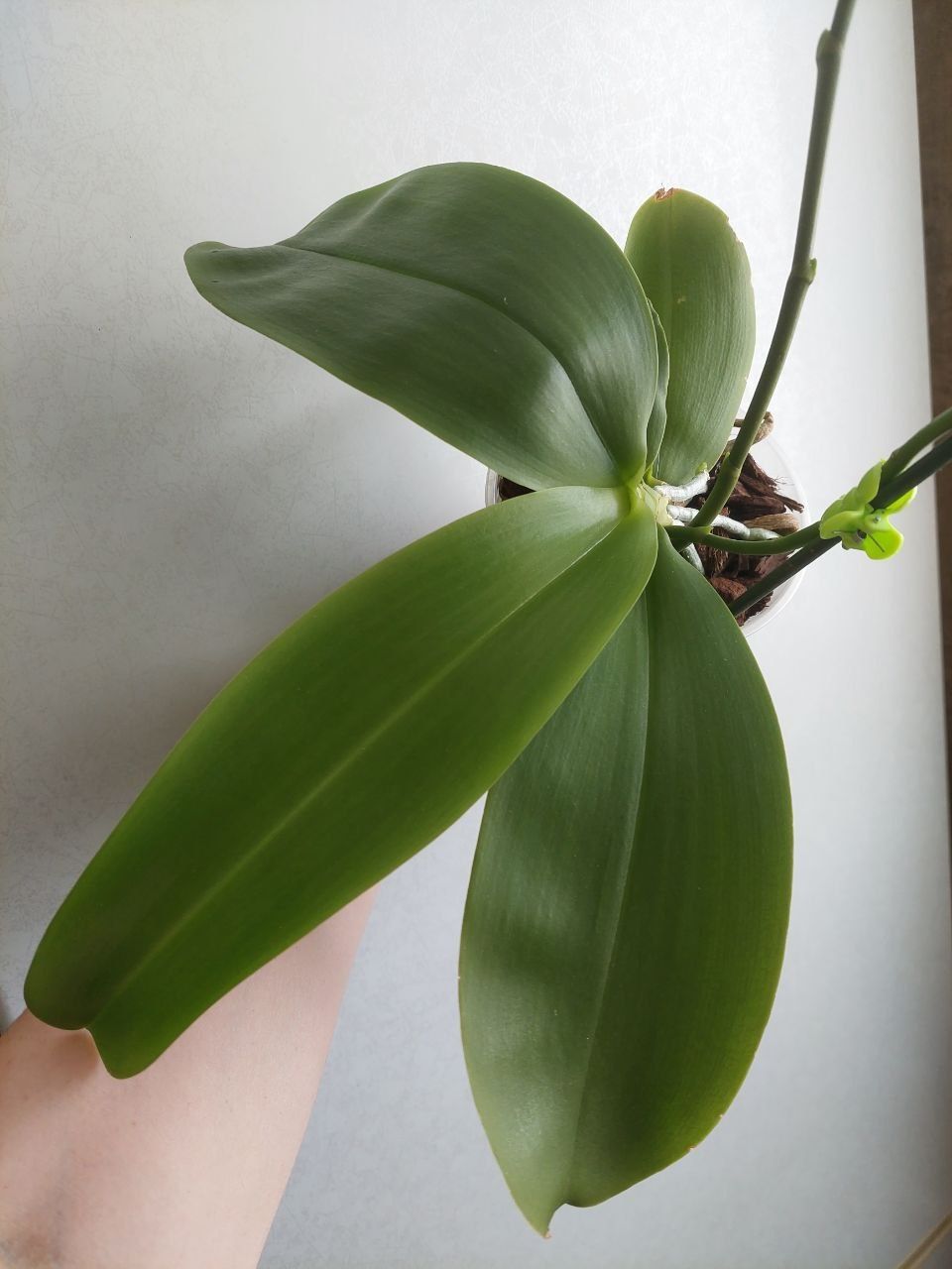 Орхидея Phal. Liodoro,ароматная