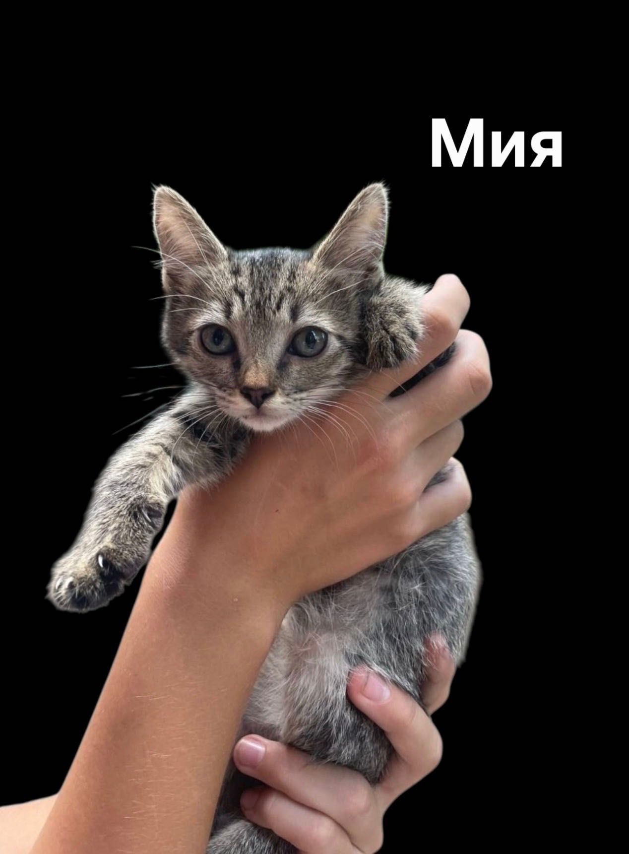 Бесплатно котенок